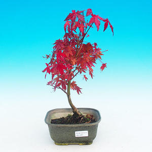 Venkovní bonsai - Javor dlanitolistý VB14287