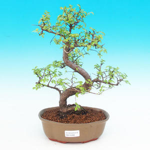 Pokojová bonsai Malolistý jilm - P215287