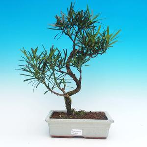 Pokojová bonsai-Podocarpus- kamenný tis