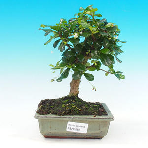Pokojová bonsai - Carmona macrophylla PB216288