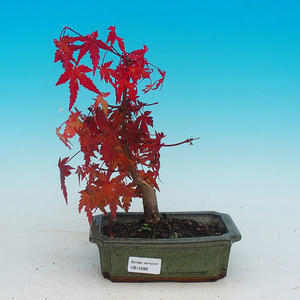 Venkovní bonsai - Javor dlanitolistý VB14288
