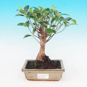 Pokojová bonsai - malolistý fíkus PB214288