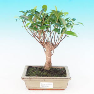 Pokojová bonsai - malolistý fíkus PB214289