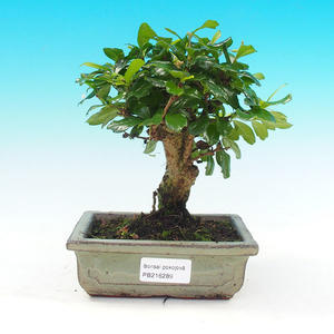 Pokojová bonsai - Carmona macrophylla PB216289