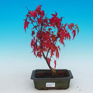 Venkovní bonsai - Javor dlanitolistý VB14289