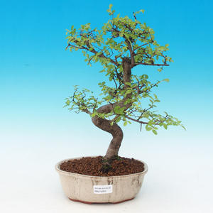 Pokojová bonsai - malolistý fíkus PB214290