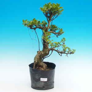 Pokojová bonsai - Carmona macrophylla PB216290