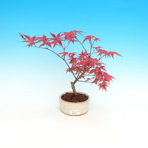 Pokojová bonsai - Carmona macrophylla PB216291