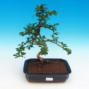 Pokojová bonsai - malolistý fíkus PB214291