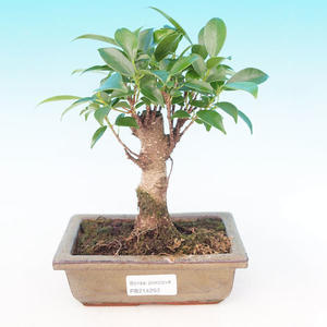 Pokojová bonsai - malolistý fíkus PB214292