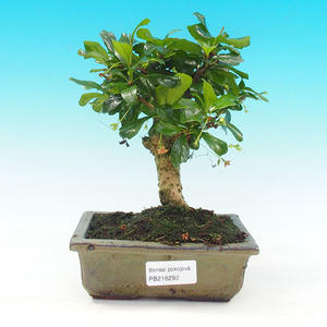 Pokojová bonsai - Carmona macrophylla PB216292