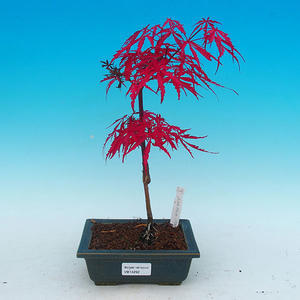 Venkovní bonsai - Javor dlanitolistý VB14292