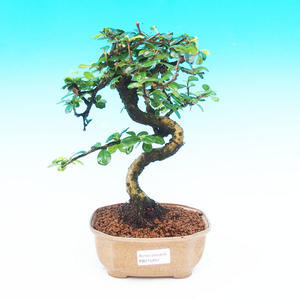 Pokojová bonsai - Carmona macrophylla PB215292
