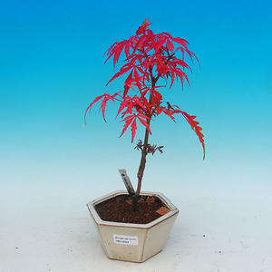 Venkovní bonsai - Javor dlanitolistý VB14293