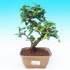 Pokojová bonsai - Carmona macrophylla PB215293