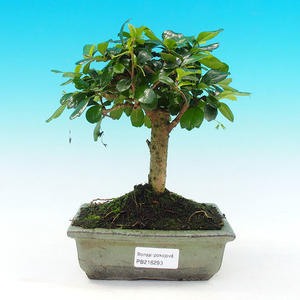 Pokojová bonsai - Carmona macrophylla PB216293