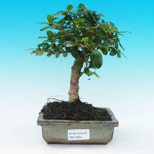 Pokojová bonsai - Carmona macrophylla PB214294
