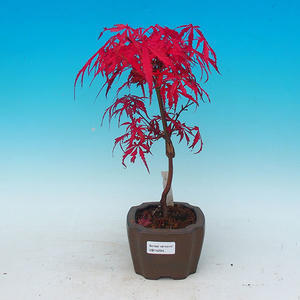 Venkovní bonsai - Javor dlanitolistý VB14294