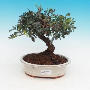 Pokojová bonsai - Podocarpus - kamenný tis