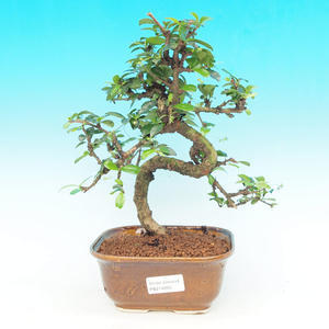 Pokojová bonsai - Carmona macrophylla PB214295