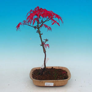 Venkovní bonsai - Javor dlanitolistý VB14295