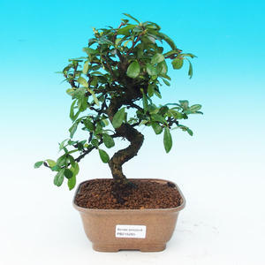 Pokojová bonsai - Carmona macrophylla PB215295