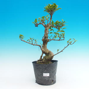 Pokojová bonsai - Carmona macrophylla PB215296