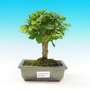 Pokojová bonsai - Ptačí zob PB216297