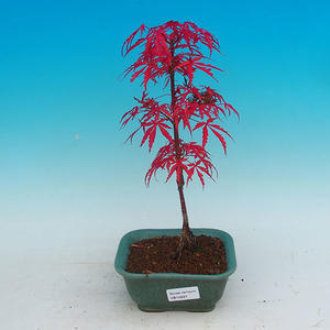 Venkovní bonsai - Javor dlanitolistý VB14297