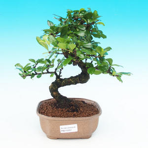 Pokojová bonsai - Carmona macrophylla PB215297
