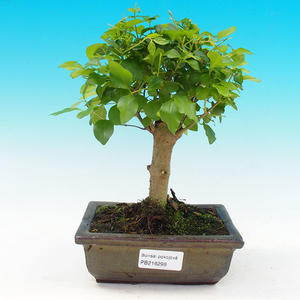 Pokojová bonsai - Ptačí zob PB216298
