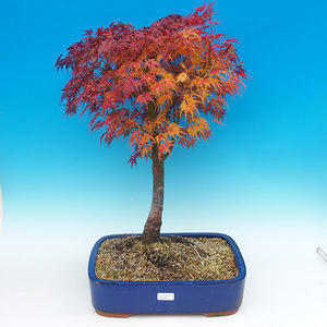 Venkovní bonsai - Javor dlanitolistý VB14298
