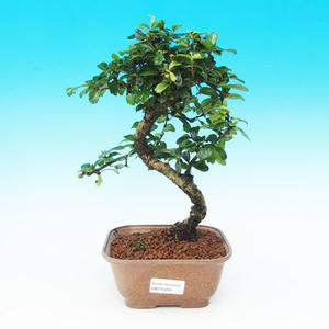 Pokojová bonsai - Carmona macrophylla PB215298