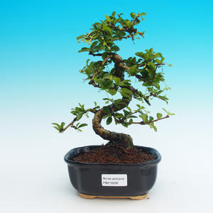 Venkovní bonsai - Javor dlanitolistý VB14299