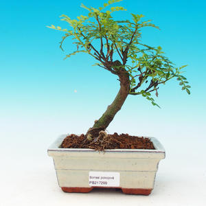 Pokojová bonsai - Carmona macrophylla PB214299