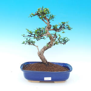 Pokojová bonsai - Ptačí zob PB216299