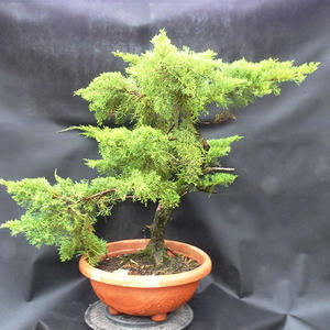 Jalovec - Juniperus sabina NO-29