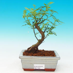 Pokojová bonsai - Carmona macrophylla PB215300