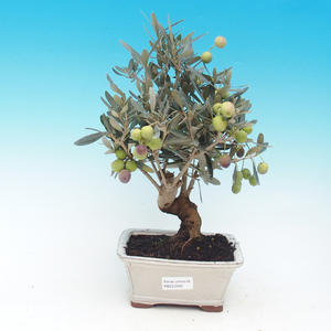 Venkovní bonsai - Javor dlanitolistý VB14300