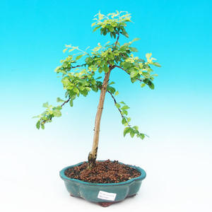 Pokojová bonsai - malolistý fíkus PB214302