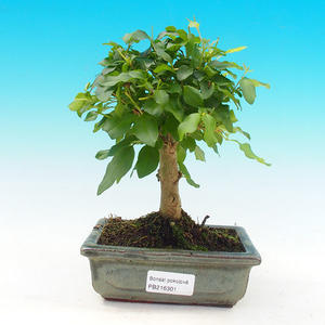Pokojová bonsai - Ptačí zob PB216301