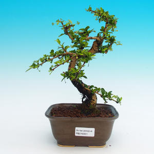 Venkovní bonsai -Borovice lesní VB14301