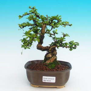 Pokojová bonsai - malolistý fíkus PB214302