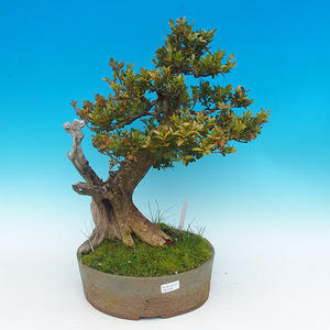 Venkovní bonsai -Zimostrás VB14302