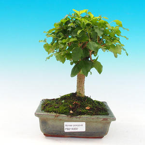 Pokojová bonsai - Ptačí zob PB216302