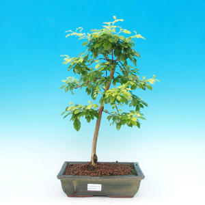 Pokojová bonsai - Duranta PB215303