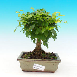 Pokojová bonsai - Ptačí zob PB216303