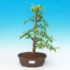 Pokojová bonsai - Duranta PB215304