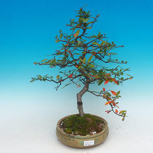 Venkovní bonsai -Hlohyně VB14304