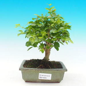 Pokojová bonsai - Ptačí zob PB216305